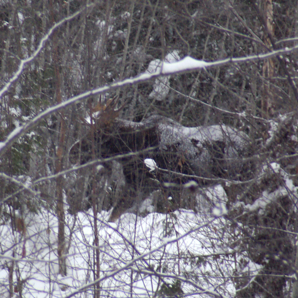 Photo of Alces alces by <a href="
http://shuswaplakephotos.wordpress.com/">Dawn Kellie</a>